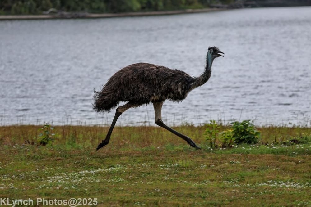 Runaway Emu “Walter” Sparks Multi-Town Chase Before Safe Return in Marstons Mills post image