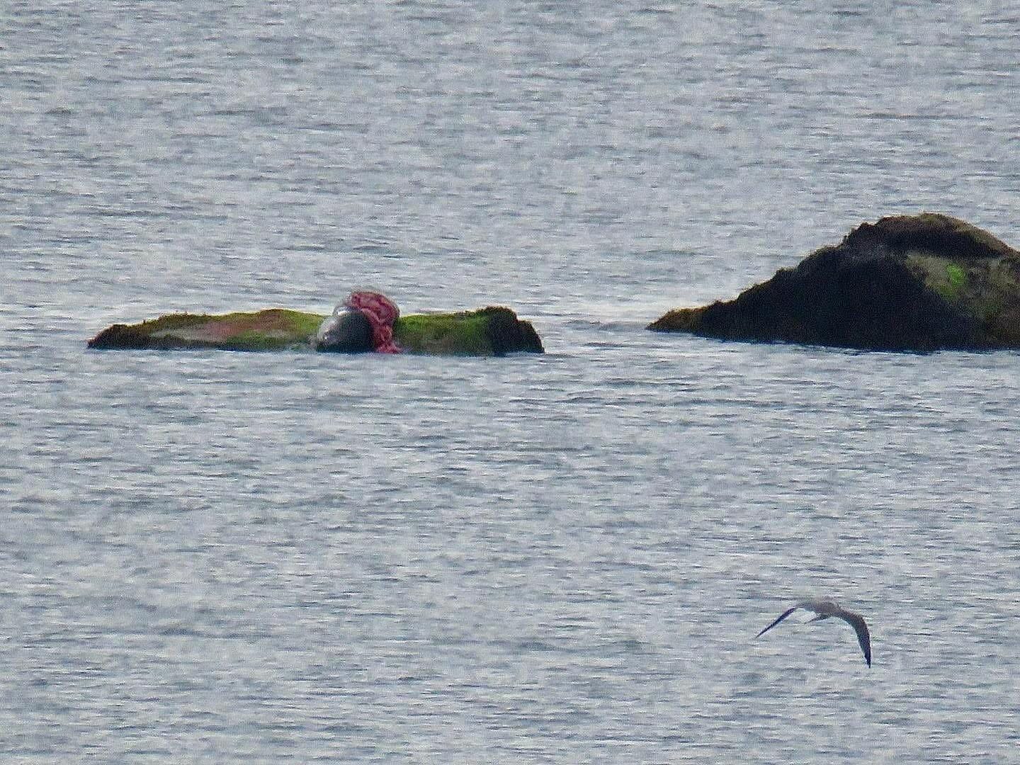 Shark Activity Prompts Beach Closures in Plymouth