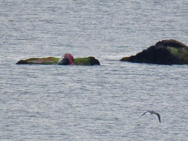 Shark Activity Prompts Beach Closures in Plymouth